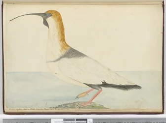 F.52 Um novo maçarico. Visto em Staten Island Tierra del Fuego Jan. 1774, 1772-75 (wc)