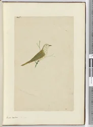 F.5 Pequeno cuco. Nova Zelândia, 1772-75 (wc)