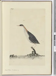 F.7 Tarambola pequena. Nova Zelândia, 1772-75 (wc)