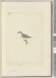 f.17 Ave não-identificada da Nova Zelândia, 1772-75 (wc)