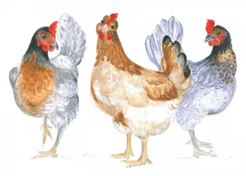 Galinhas cacarejantes