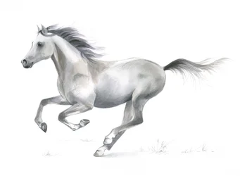 Graça dinâmica de um cavalo a galope