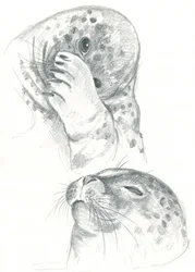 Desenho de focas-cinzentas