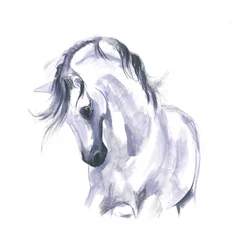 Estudo de cavalo em movimento