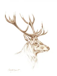 Desenho de um majestoso veado
