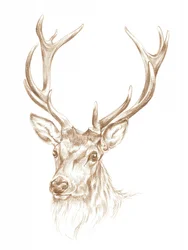 Retrato de um majestoso veado