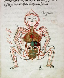 Medicina árabe: "circulação sanguínea e sistema digestivo" Miniatura do manuscrito de anatomia "Tashrih bi al-Taswir" (Anatomia do corpo) de Mansur (Mansur) ibn Ilyas (cerca de 1390) Século XVII Istambul, biblioteca universitária