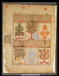 Arabe 2964 fol.57 Plantas medicinais para o theriac, do Tratado de Theriac depois de Galien, 1217