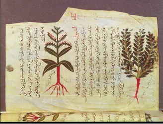 Arabe 4947 fol.84, Plantas de um tratado de Dioscoride, século XIII