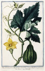 Uma abóbora, 1772-1784