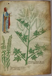 Uma figura com uma bata segurando um globo branco em cada mão; plantas, c.1440 (tinta e cor sobre velino)