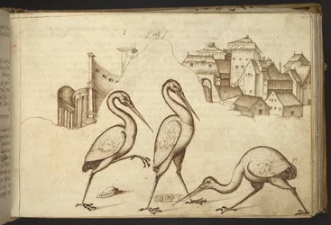 Acrescentar. 82955, f.107 Ibises (