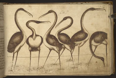 Adicionar. 82955, f.110 Pássaros.   , da Historia Animalium, (composto por 245 desenhos a bico de pena de diferentes espécies de animais e criaturas míticas, cada um acompanhado por uma descrição.)    1595