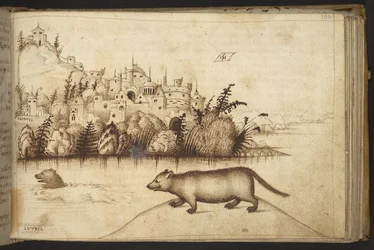 Acrescentar. 82955, f.150 Lontras ("lutria"), de Historia Animalium, (que consiste em 245 desenhos com caneta e tinta de diferentes espécies de animais e criaturas míticas, cada um acompanhado de uma descrição) 1595