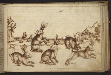 Acrescentar. 82955, f.165 Coelhos (