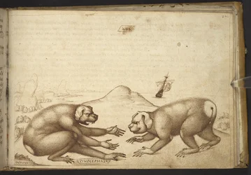 Acrescentar. 82955, f.244 Cão-cachorro lutando ("Cinocephalus"), de Historia Animalium
