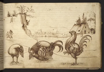 Acrescentar. 82955, f.37 Galinhas (