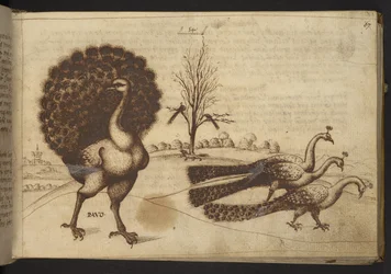 Add. 82955, f.53 Pavões ("pavo"), de Historia Animalium, composta por 245 desenhos a pena e tinta de diferentes espécies de animais e criaturas míticas, cada um acompanhado por uma descrição, 1595