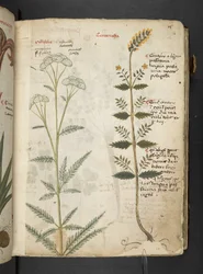 Adicione MS 41623 