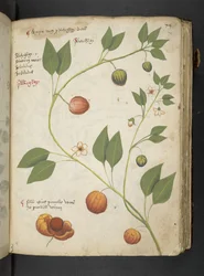 Adicionar MS 41623 