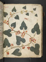 Adicione MS 41623 