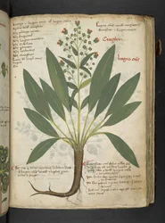 Adicione MS 41623 