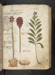 Adicione MS 41623 