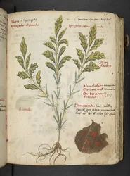 Adicione MS 41623 