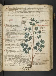 Adicione MS 41623 