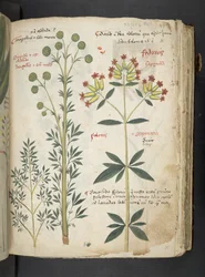 Adicione MS 41623 
