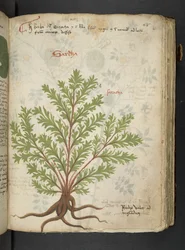 Adicione MS 41623 