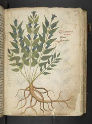 Adicione MS 41623 