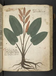Adicione MS 41623 