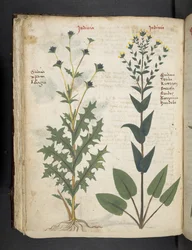 Adicione MS 41623 