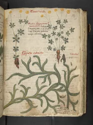 Adicione MS 41623 