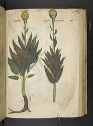 Adicionar MS 41623 f.102r Cardo 