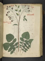 Adicionar MS 41623 f.110r 