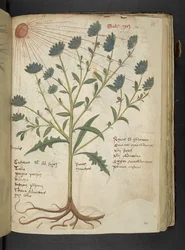 Adicionar MS 41623 f.114r 