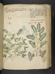 Adicionar MS 41623 f.116r 