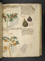 Adicionar MS 41623 f.121r Árvores de fruto e figos, de 