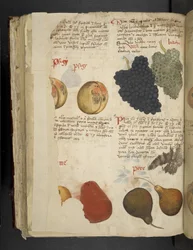 Adicione MS 41623 f.121v Fruits, de 