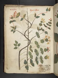 Adicionar MS 41623 f.15v A herbal, Belluno (tinta e cor em velino)
