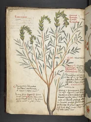 Adicionar MS 41623 f.18v A herbal, Belluno (tinta e cor em velino)