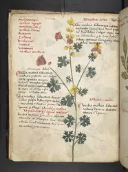 Adicionar MS 41623 f.19v A herbal, Belluno (tinta e cor em pergaminho)