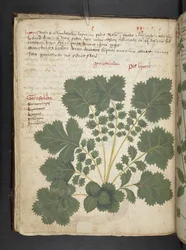 Adicione MS 41623 f.24v A herbal, Belluno (tinta e cor em pergaminho)