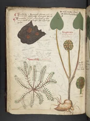 Adicionar MS 41623 f.28v 