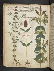 Adicionar MS 41623 f.30v 