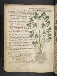 Adicionar MS 41623 f.32v 