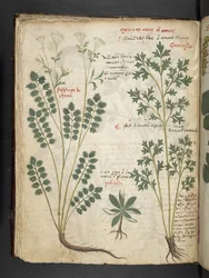 Adicionar MS 41623 f.33v 