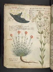 Adicione MS 41623 f.38v 